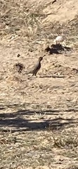 Callipepla gambelii