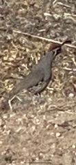 Callipepla gambelii
