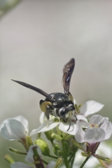 Andrena agilissima