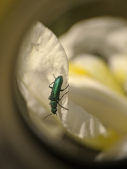 Psilothrix viridicoerulea