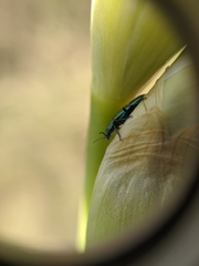 Psilothrix viridicoerulea