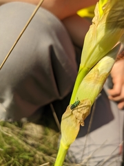 Psilothrix viridicoerulea