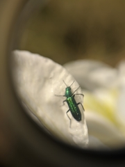 Psilothrix viridicoerulea