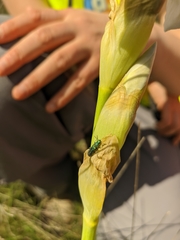 Psilothrix viridicoerulea