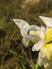 Psilothrix viridicoerulea