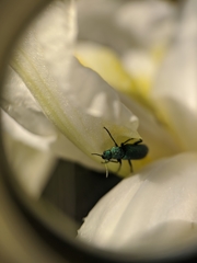 Psilothrix viridicoerulea