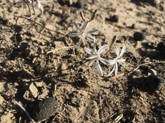 Trachyandra prolifera