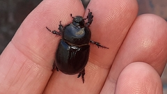 Temnorhynchus retusus