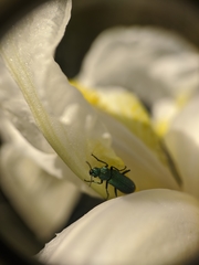 Psilothrix viridicoerulea