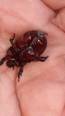 Temnorhynchus retusus