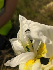 Psilothrix viridicoerulea