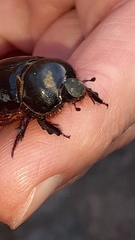 Temnorhynchus retusus