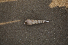 Turritella duplicata