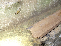 Hemidactylus platycephalus
