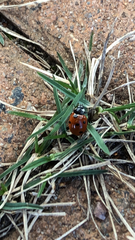 Coccinella septempunctata