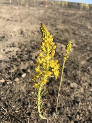 Bulbine alooides
