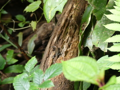 Trachylepis maculilabris