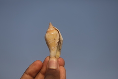 Neodilatilabrum marginatum