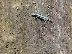 Holaspis laevis