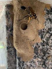 Sceliphron fistularium