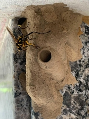 Sceliphron fistularium