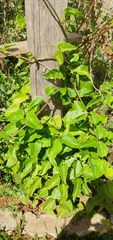 Mikania glomerata