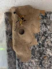 Sceliphron fistularium