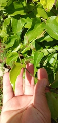 Mikania glomerata