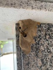 Sceliphron fistularium