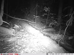 Bdeogale crassicauda