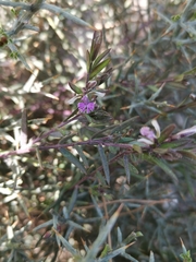 Polygala rupestris