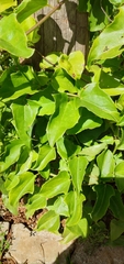 Mikania glomerata