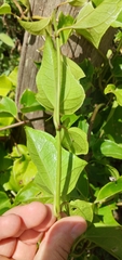 Mikania glomerata