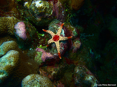 Fromia nodosa