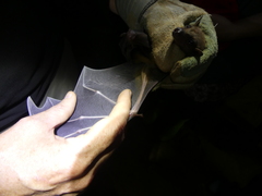 Rousettus aegyptiacus