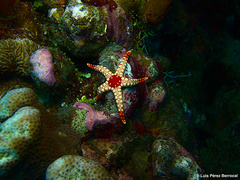 Fromia nodosa