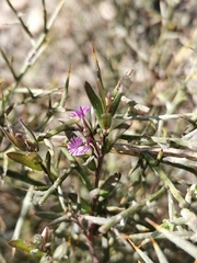 Polygala rupestris