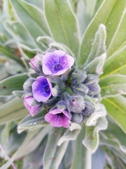 Cynoglossum creticum