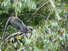Cercopithecus mitis