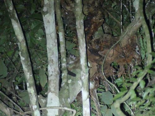 Paragalago orinus