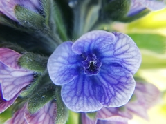 Cynoglossum creticum