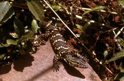 Nile Monitor