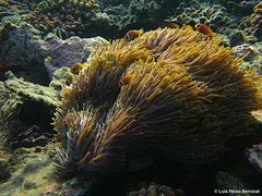 Amphiprion nigripes