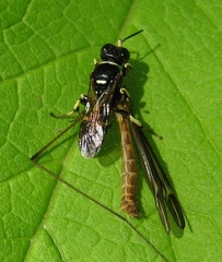 Crossocerus