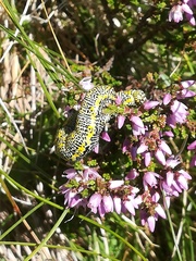 Lycia alpina