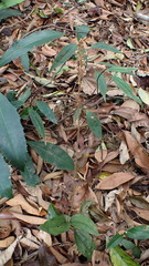 Erythrodes