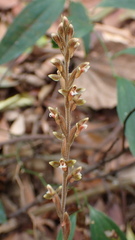 Erythrodes