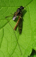 Crossocerus