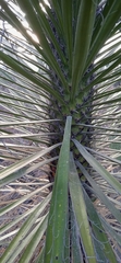 Yucca periculosa