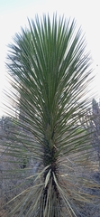 Yucca periculosa